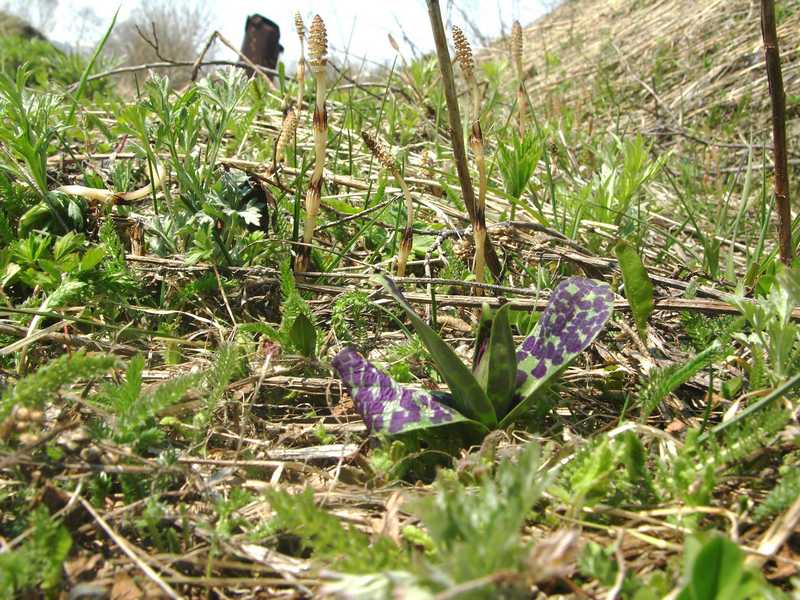 Image of Dactylorhiza aristata specimen.