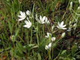 Ornithogalum kochii. Цветущее растение. Украина, Днепропетровская обл., бассейн р. Самара, склон степной балки. 02.05.2009.