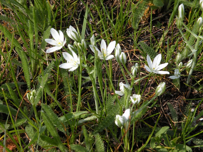 Изображение особи Ornithogalum kochii.