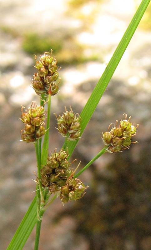 Image of Luzula multiflora specimen.