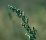 Artemisia vulgaris