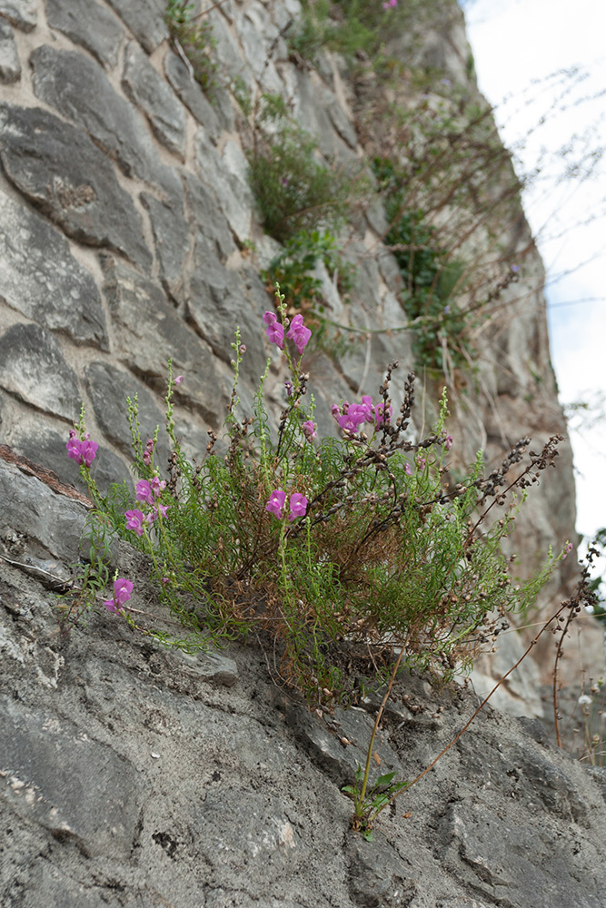 Изображение особи Antirrhinum majus.