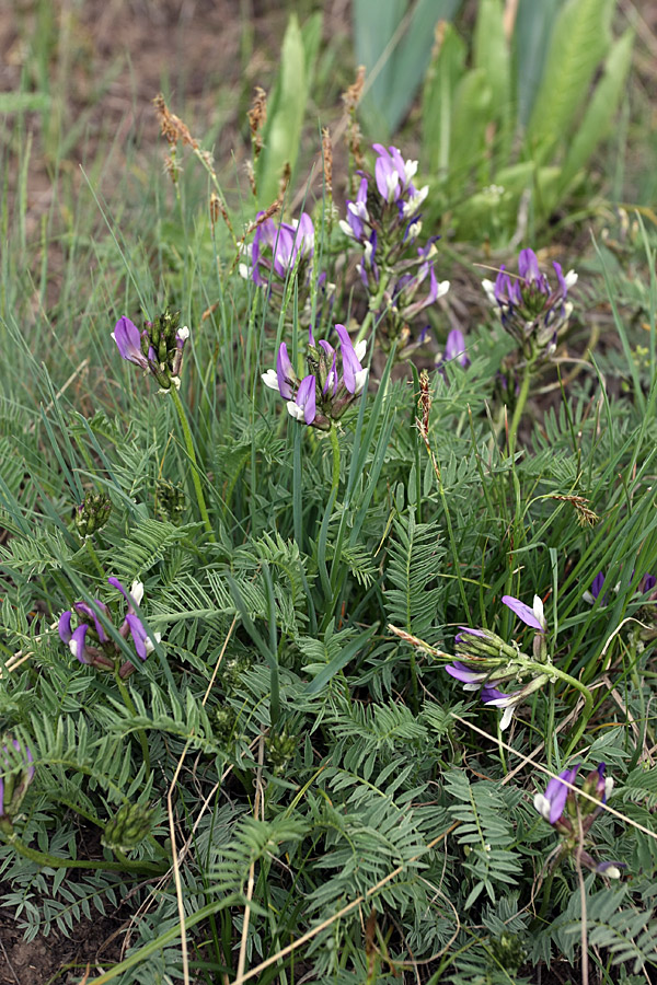 Изображение особи Astragalus skorniakowii.