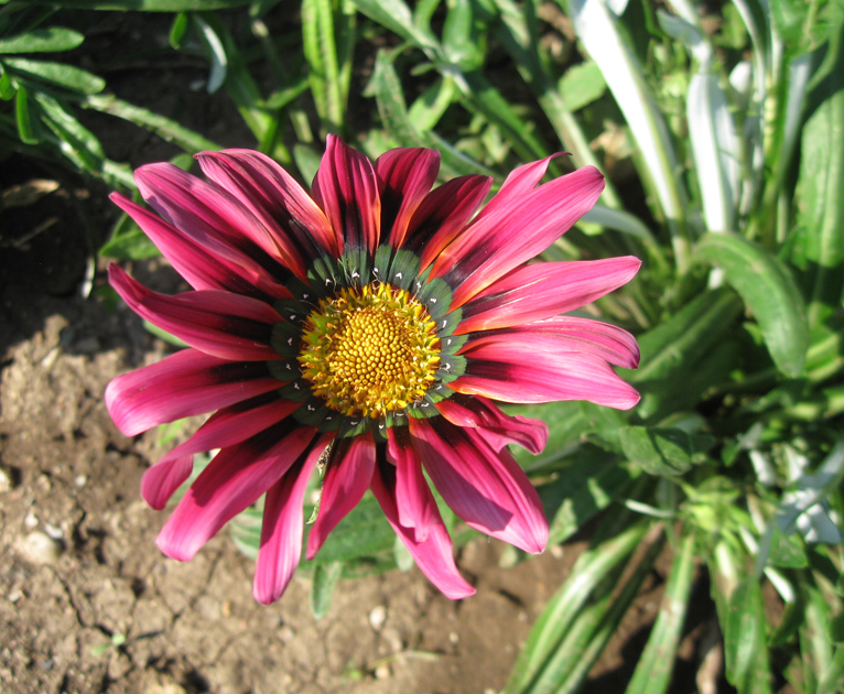 Изображение особи Gazania rigens.