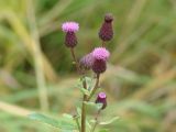 Cirsium setosum. Верхушка цветущего растения. Иркутская обл., Иркутский р-н, возле устья р. Иркут. 17.09.2014.