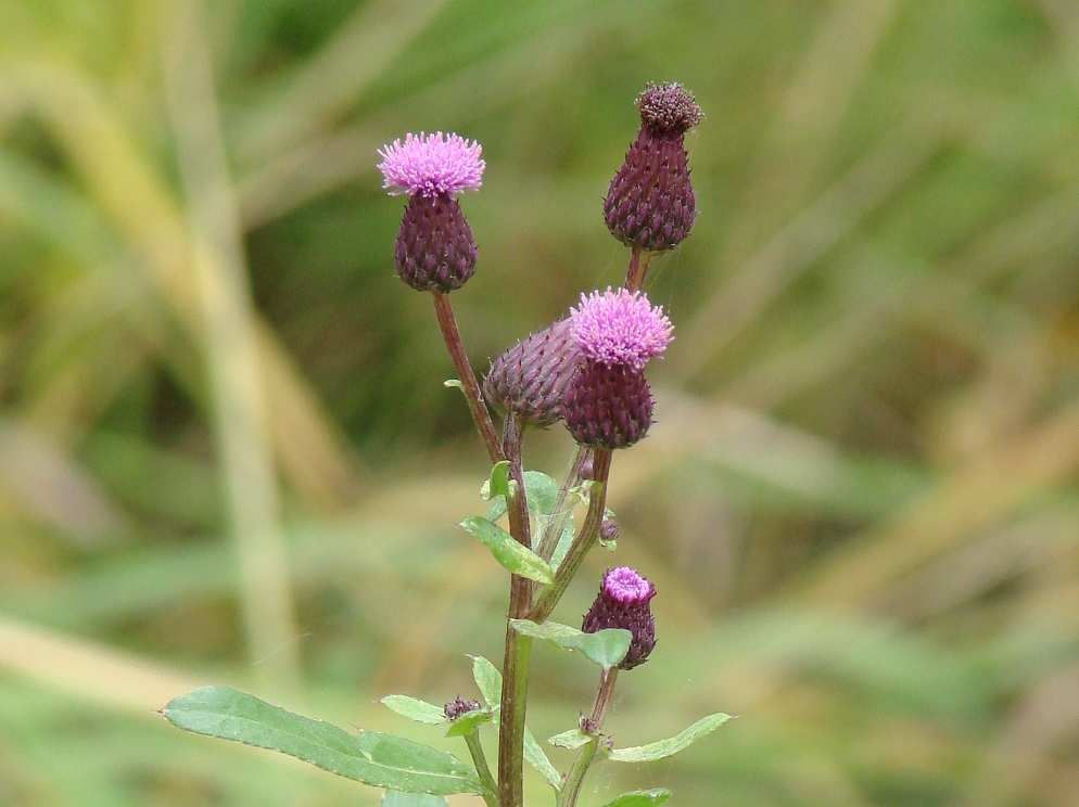 Image of Cirsium setosum specimen.