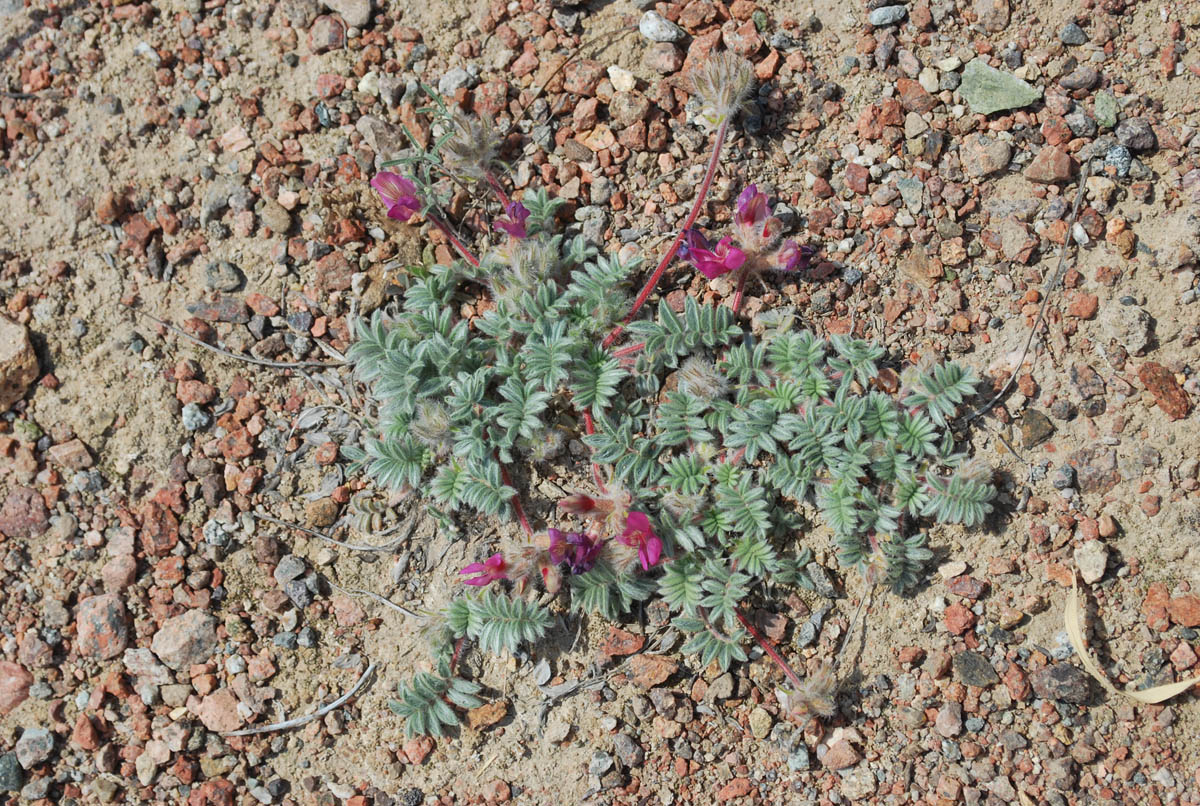 Изображение особи Oxytropis gymnogyne.