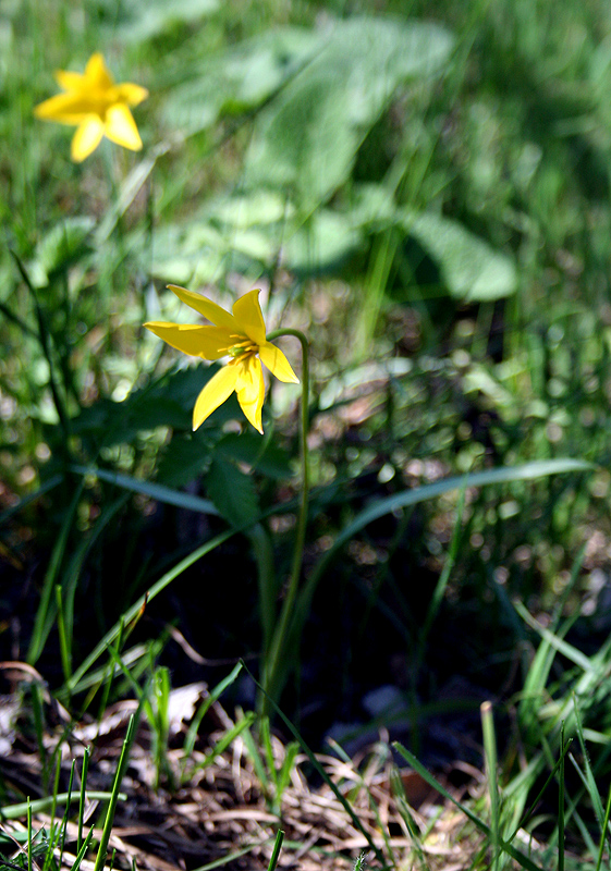 Image of Tulipa biebersteiniana specimen.