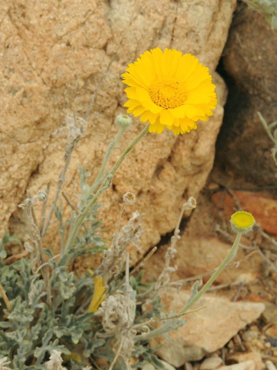 Image of Baileya multiradiata specimen.