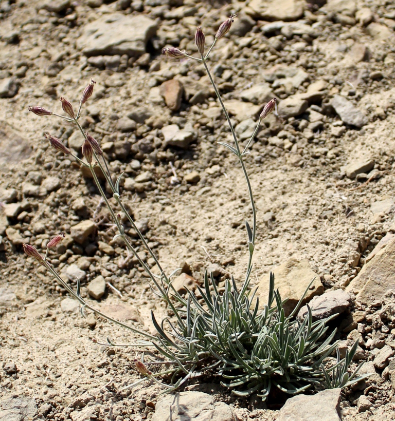 Image of Silene indeprensa specimen.