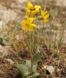 Ligularia narynensis. Цветущее растение. Кыргызстан, Нарынская обл., левый берег р. Нарын, окр. с. Кенеш, выход известняков. 08.06.2015.