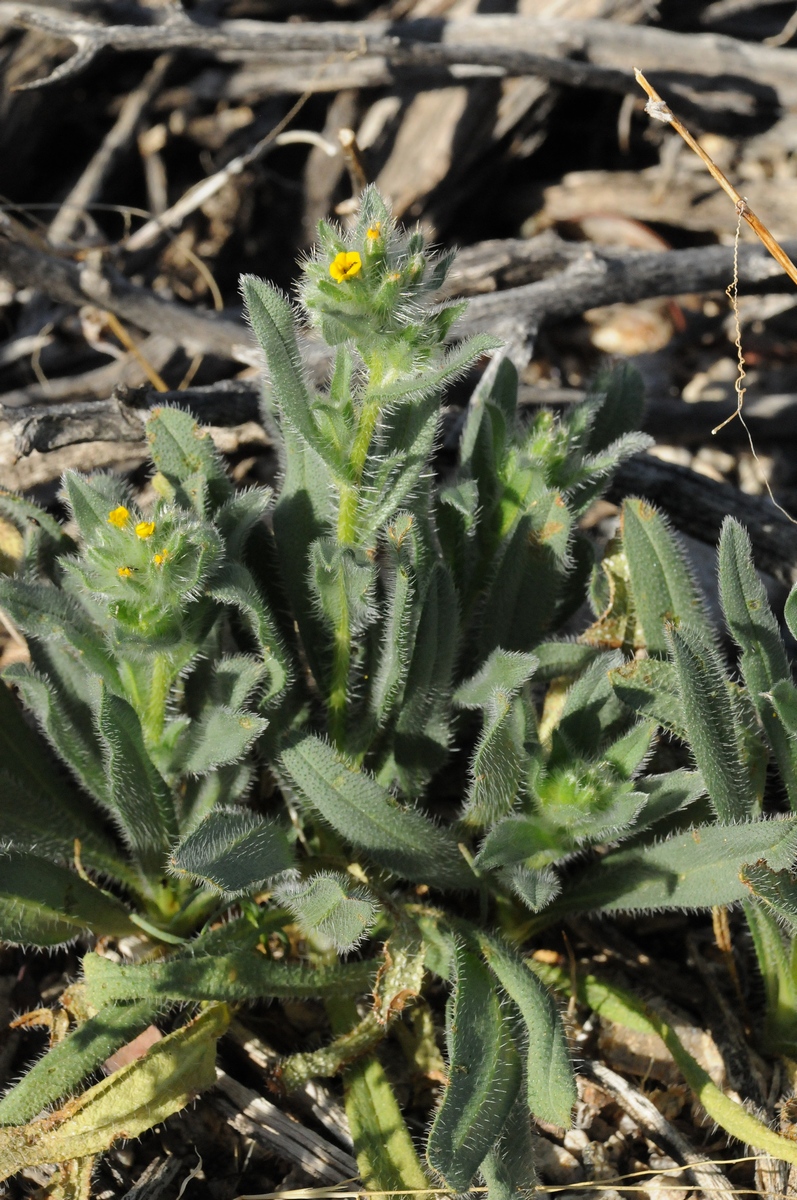 Изображение особи Amsinckia tessellata.