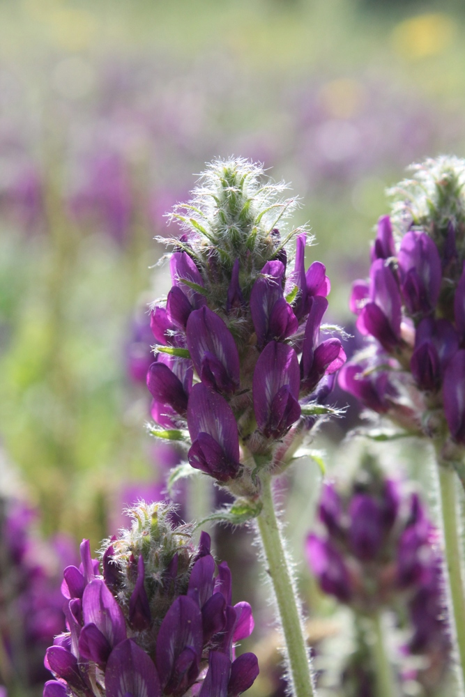 Изображение особи Oxytropis sylvatica.