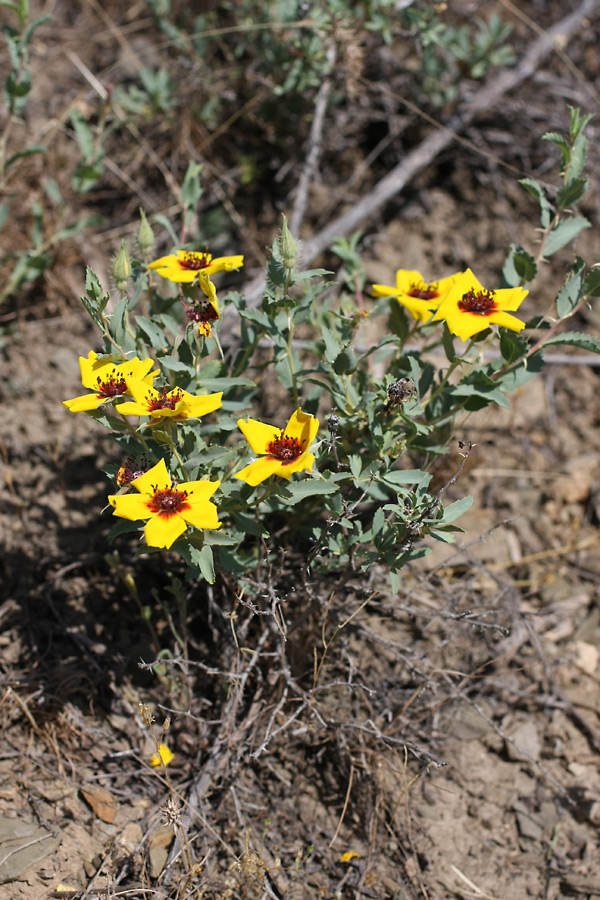 Image of Rosa persica specimen.