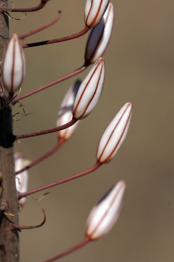 Изображение особи Eremurus tianschanicus.