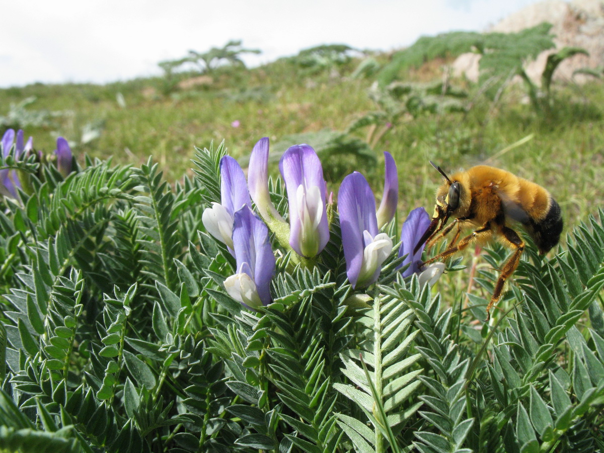 Image of Astragalus masenderanus specimen.