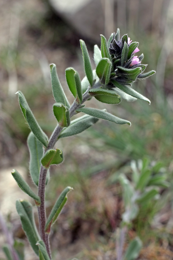 Image of Buglossoides arvensis specimen.