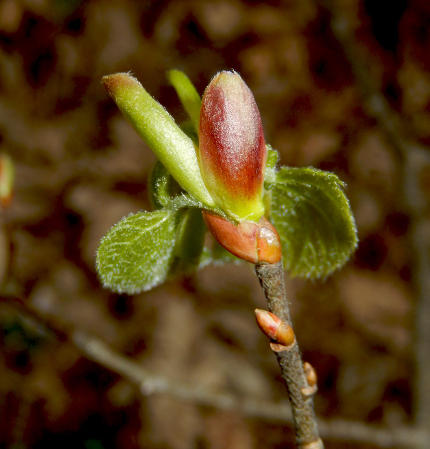 Image of Tilia begoniifolia specimen.