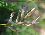 Astragalus variegatus. Соцветие. Узбекистан, Ташкентская обл., зап. отроги Чаткальского хр., склон над р. Чаткал напротив ур. Обирахмат. 16.04.2016.