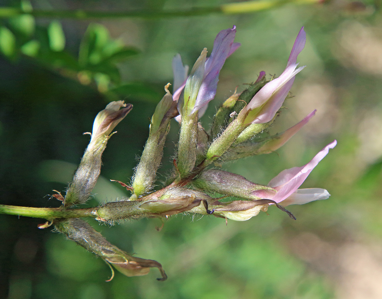 Image of Astragalus variegatus specimen.