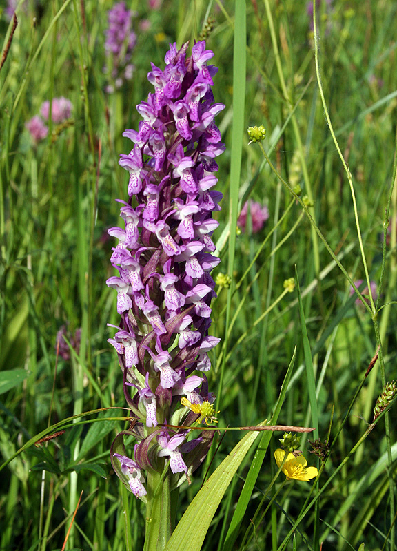 Image of Dactylorhiza incarnata specimen.