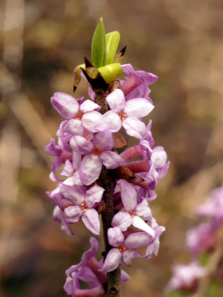 Image of Daphne mezereum specimen.