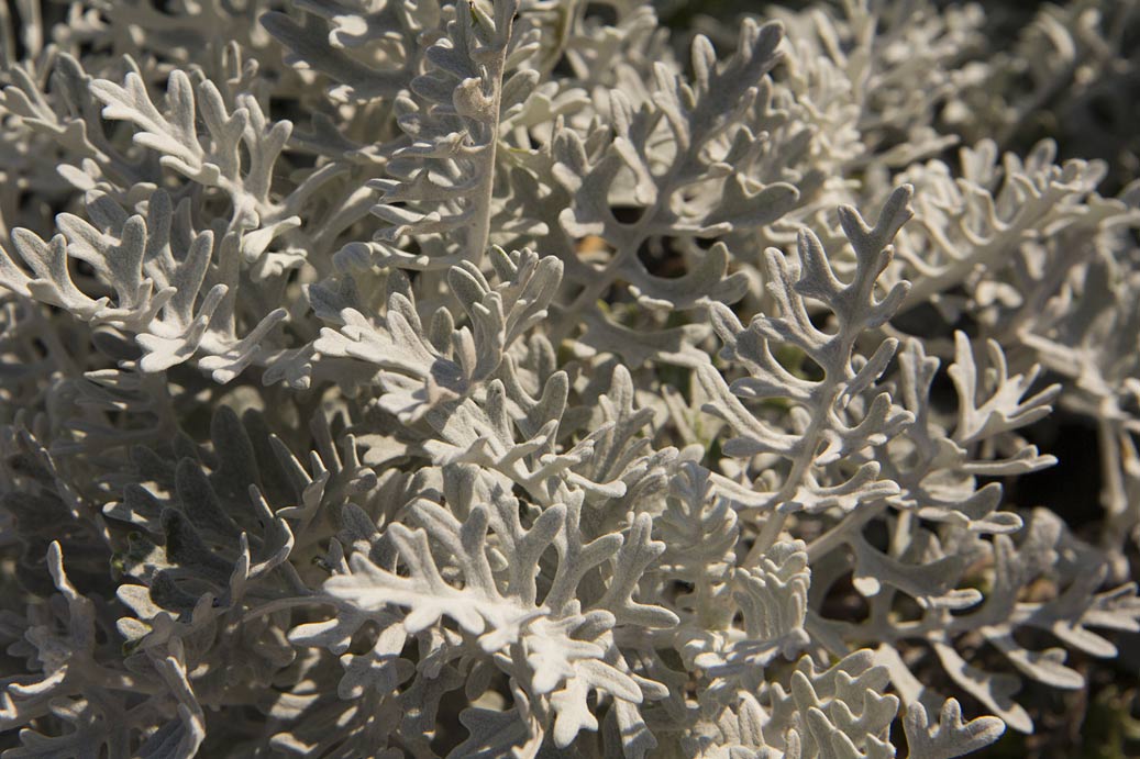 Image of Senecio cineraria specimen.