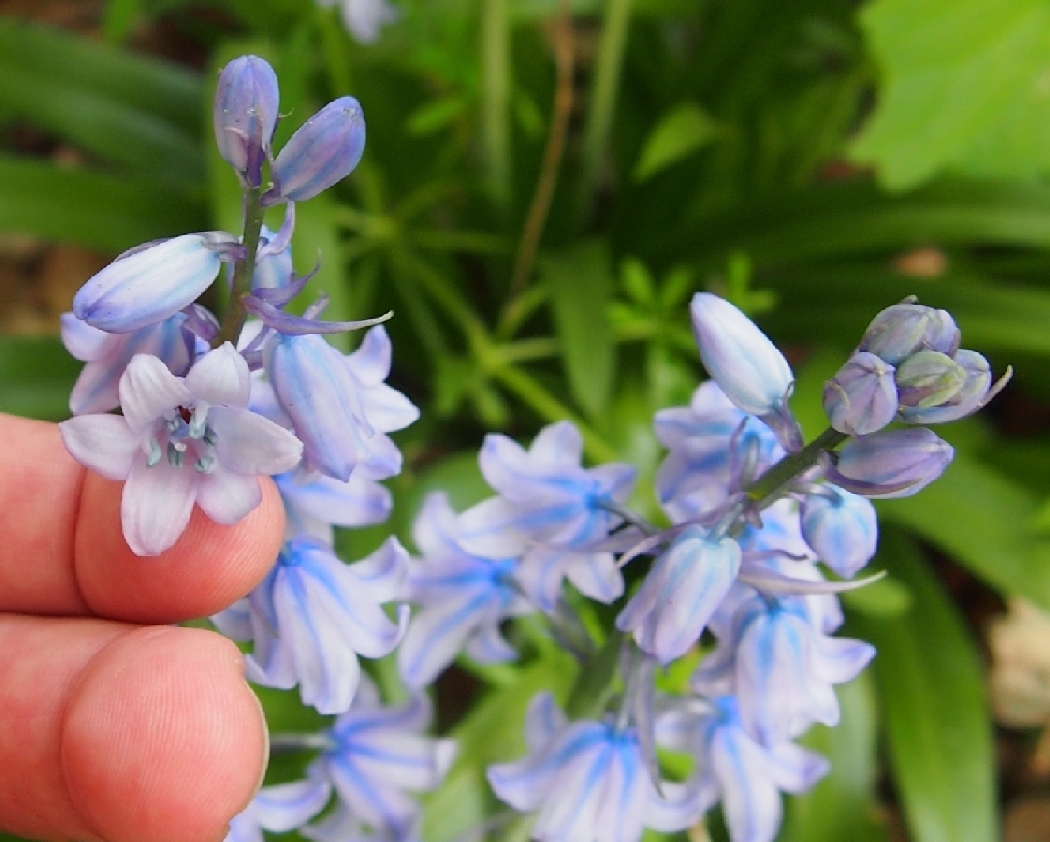 Изображение особи Hyacinthoides non-scripta.