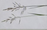 Agrostis stolonifera