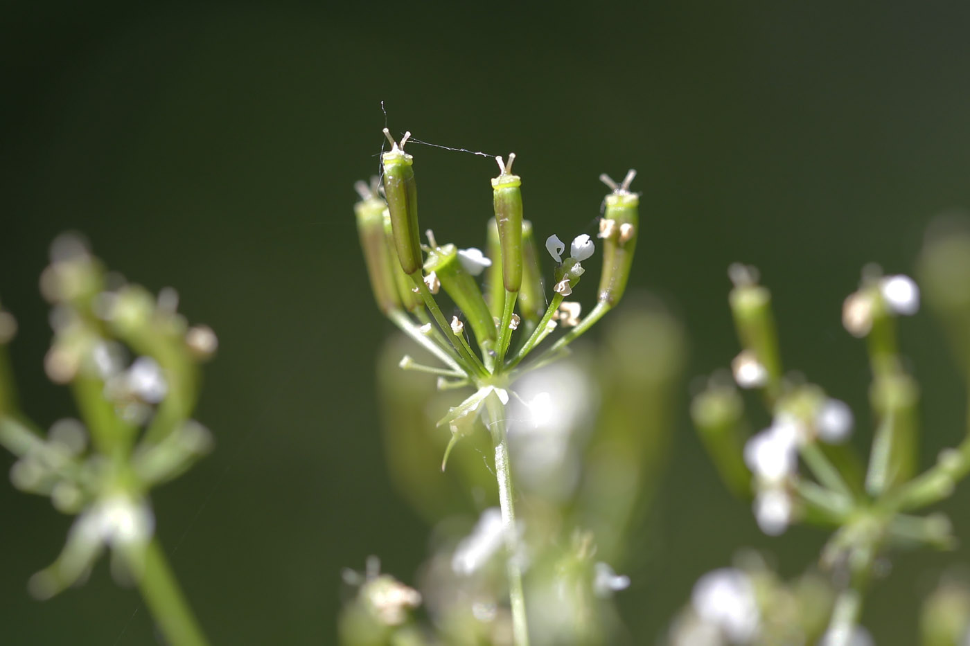 Бутень одуряющий (Chaerophyllum temulum l.)