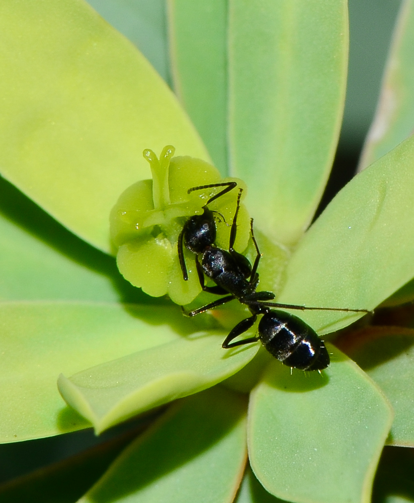 Изображение особи Euphorbia balsamifera.