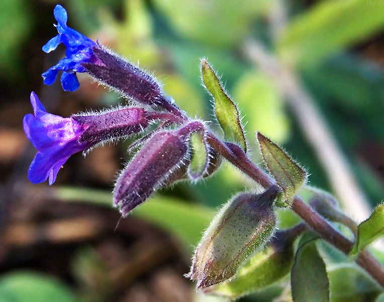 Image of Pulmonaria mollis specimen.