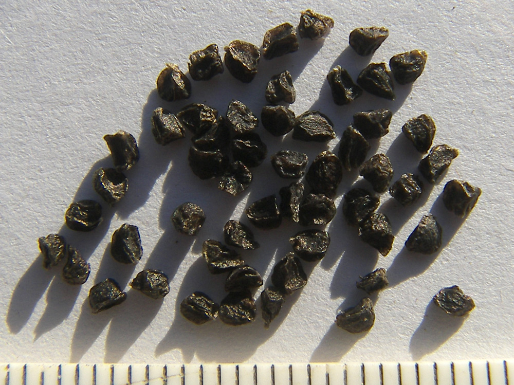 Image of Delphinium tatsienense specimen.