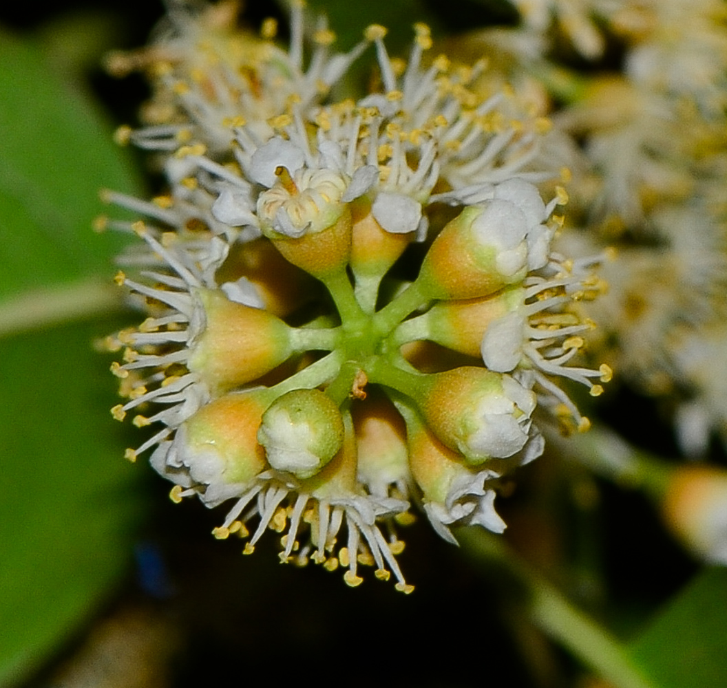 Image of Lauro-cerasus lyonii specimen.