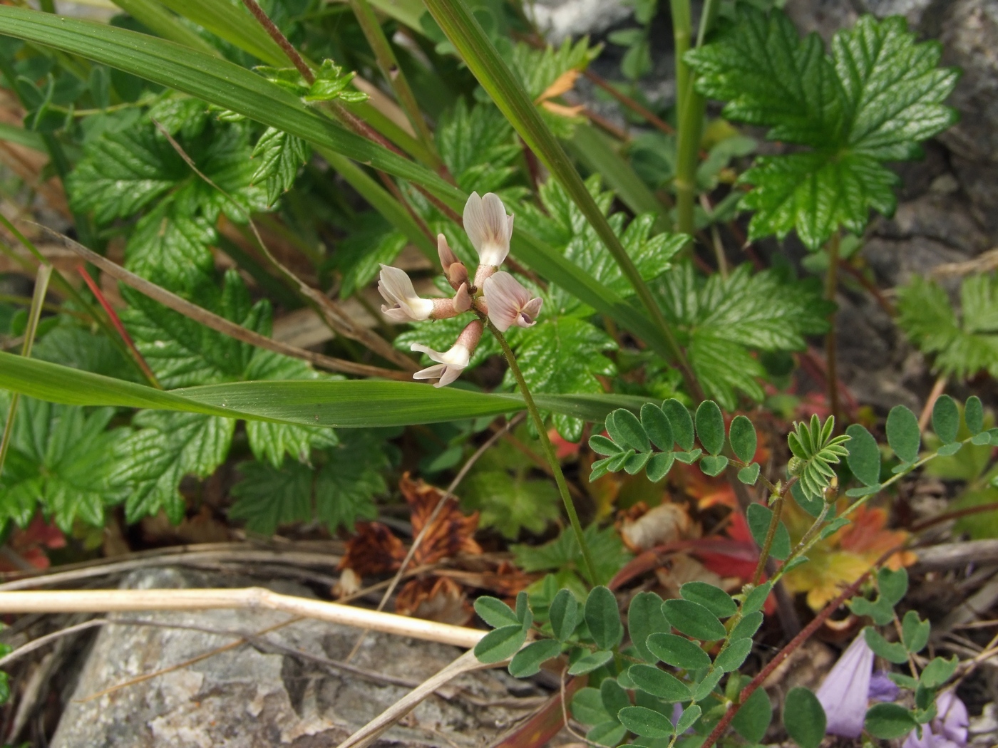 Изображение особи Astragalus vallicoides.