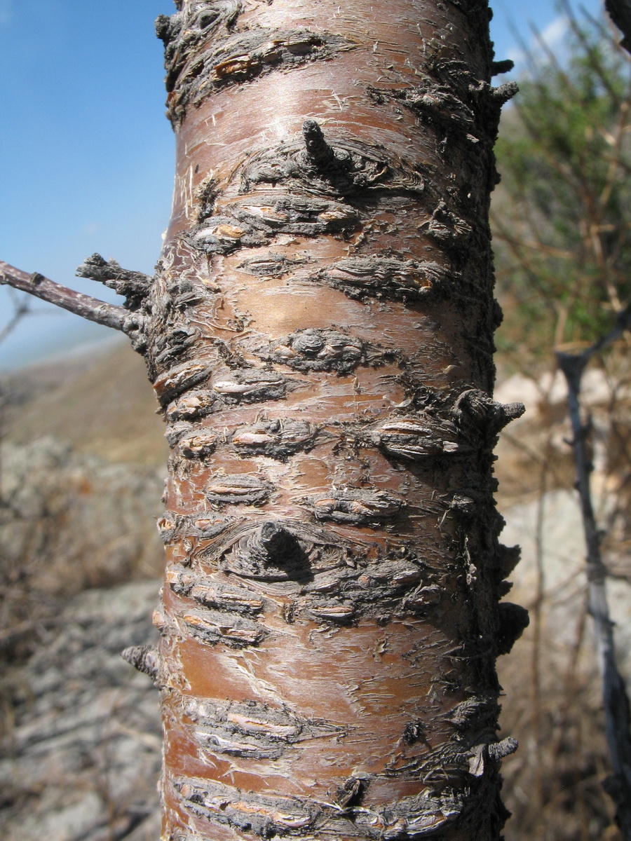 Image of Cerasus verrucosa specimen.