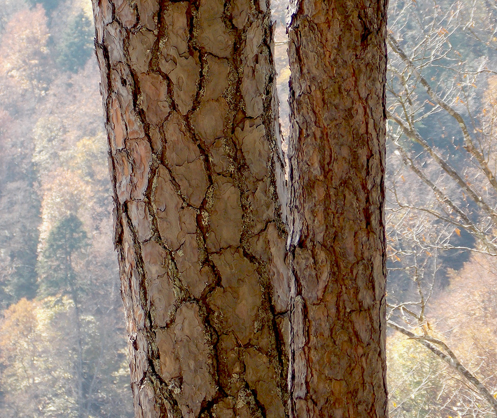 Изображение особи Pinus sylvestris ssp. hamata.