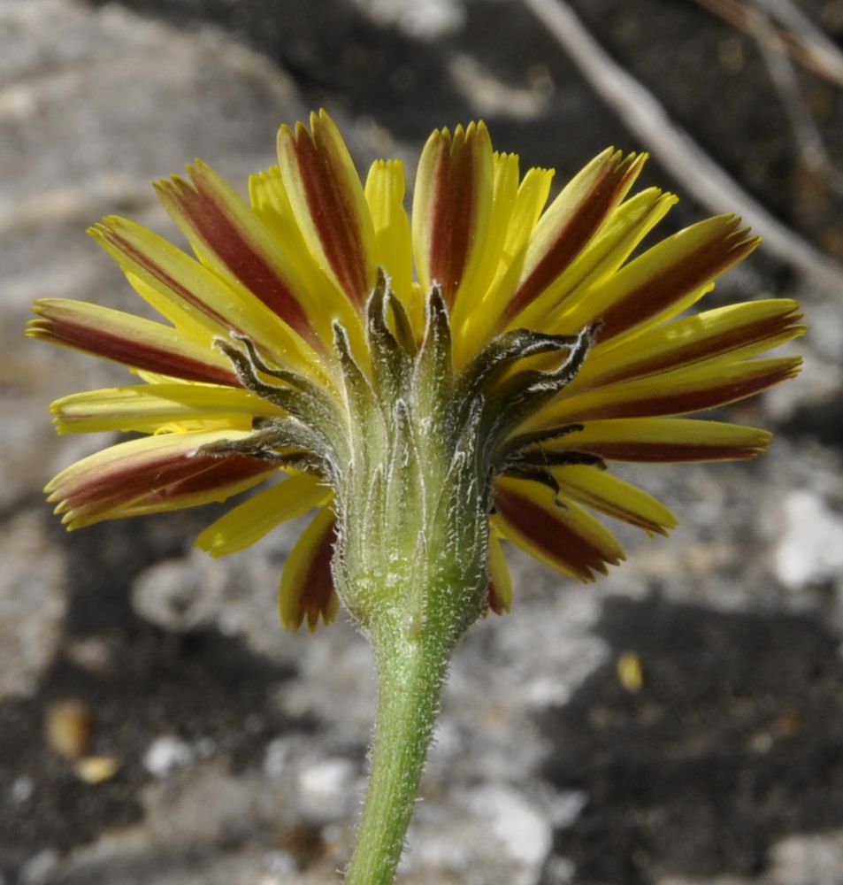 Image of genus Leontodon specimen.