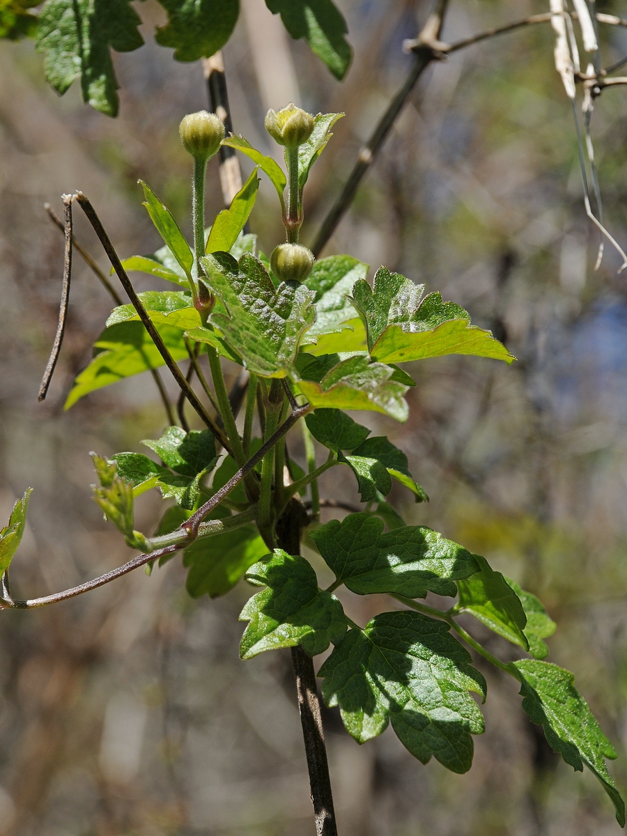 Изображение особи Clematis lasiantha.