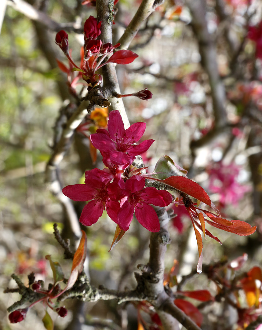 Image of genus Malus specimen.