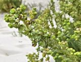Euphorbia paralias. Верхушка веточки плодоносящего растения. Испания, Андалусия, г. Тарифа, Атлантическое побережье, песчаная дюна. Август.