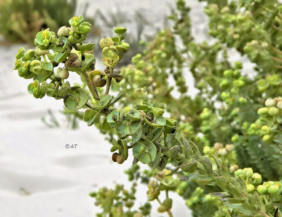 Image of Euphorbia paralias specimen.