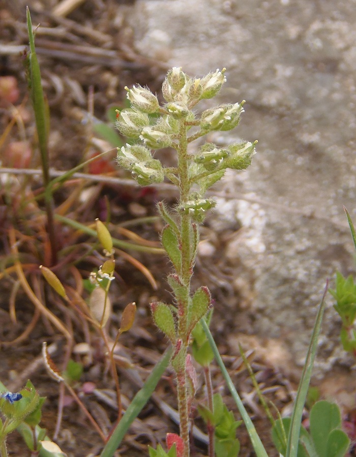 Image of Alyssum minutum specimen.