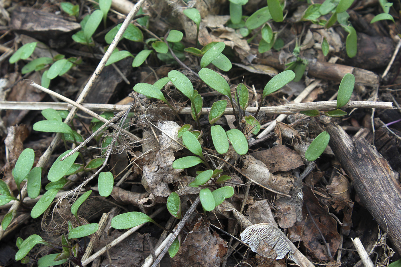 Image of Alliaria petiolata specimen.