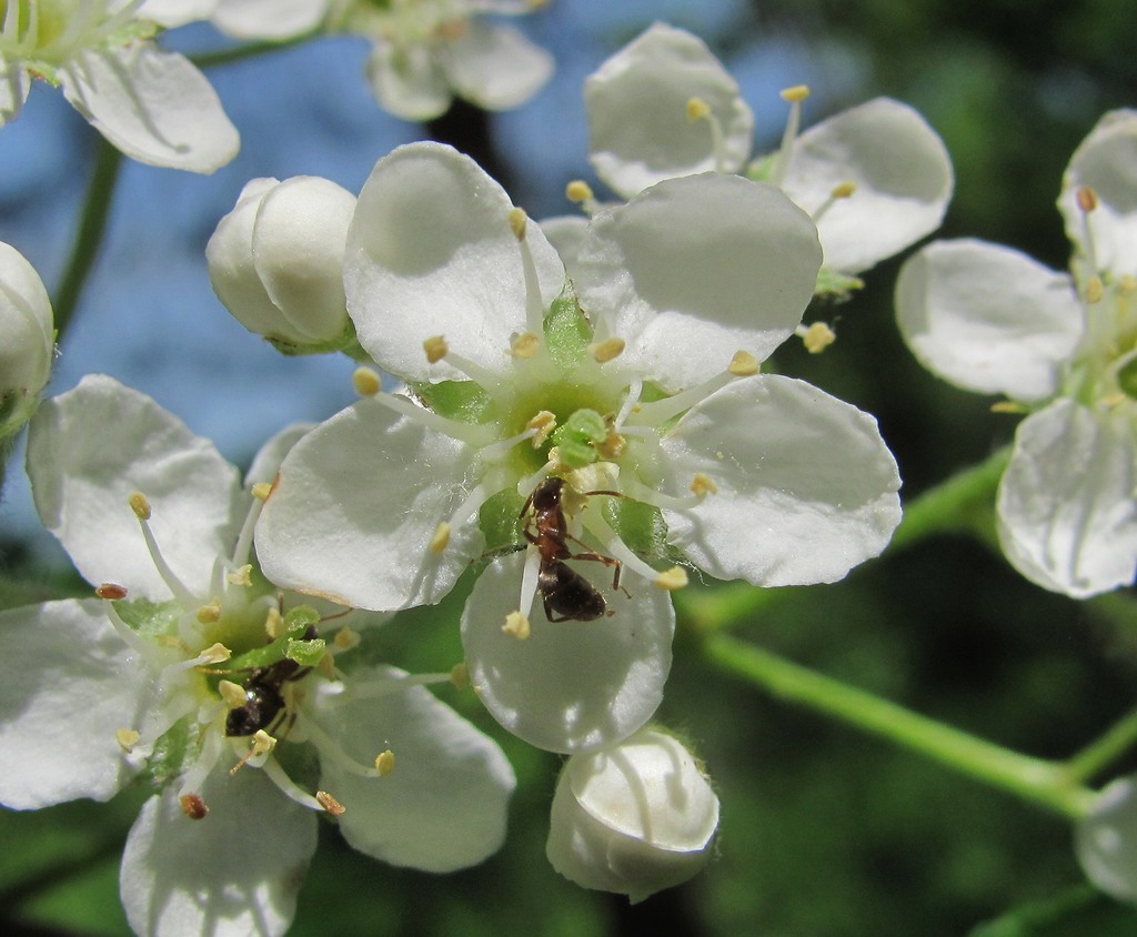 Изображение особи Sorbus torminalis.