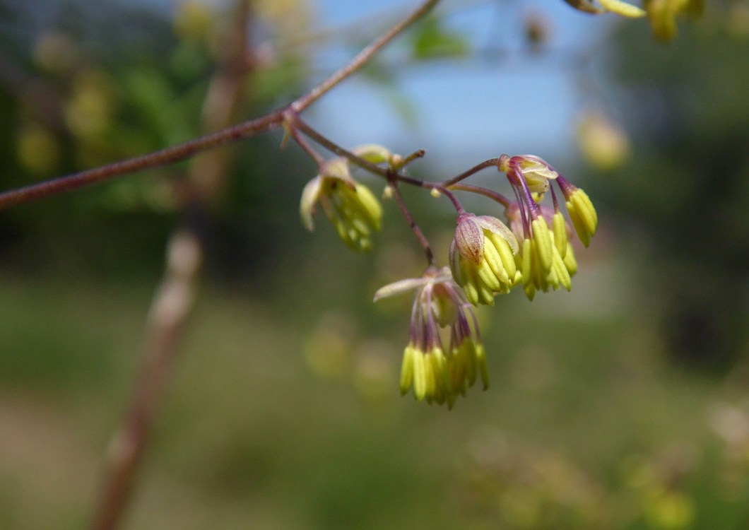 Image of Thalictrum minus specimen.