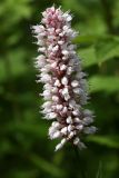 Bistorta officinalis. Соцветие. Костромская обл., Судиславский р-н, окр. дер. Антипино, пойма р. Пуга (правый приток р. Меза), низинное болото. 25.06.2017.