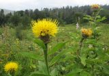 Grossheimia polyphylla. Верхушки побегов с соцветиями. Адыгея, Кавказский биосферный заповедник, Фишт-Оштенский массив, ур. Яворова Поляна, субальпийский луг, выс. ≈ 1600 м н.у.м. 13.08.2016.