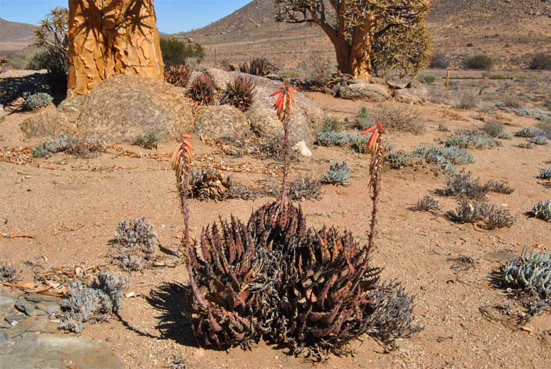 Image of Aloe melanacantha specimen.