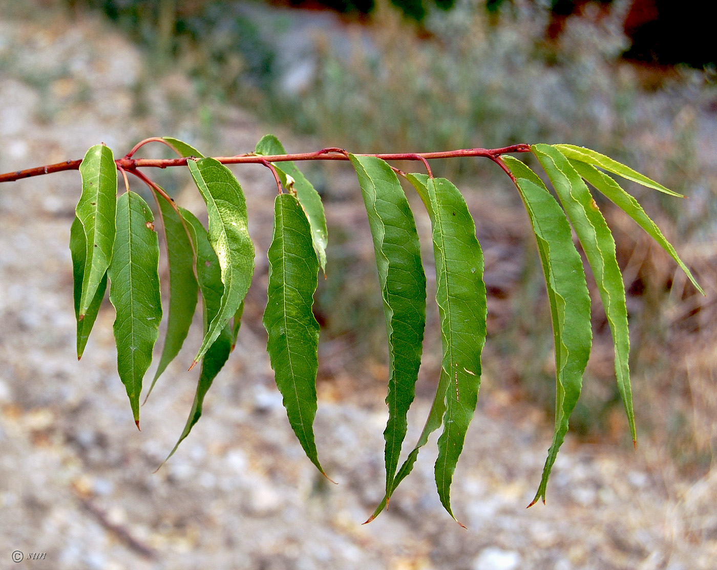 Image of Amygdalus communis specimen.